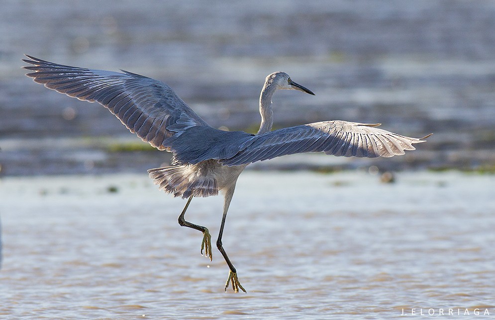 Little Egret x Western Reef-Heron (hybrid) - Javi Elorriaga