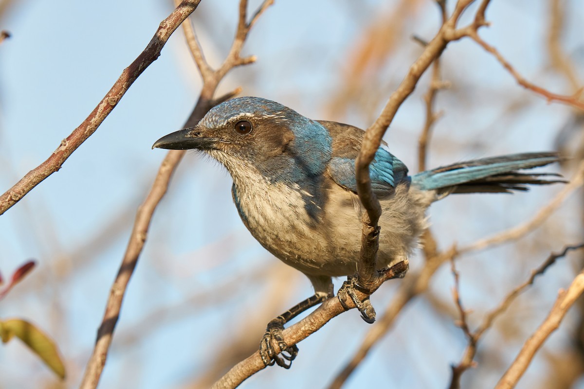 California Scrub-Jay - ML434811031