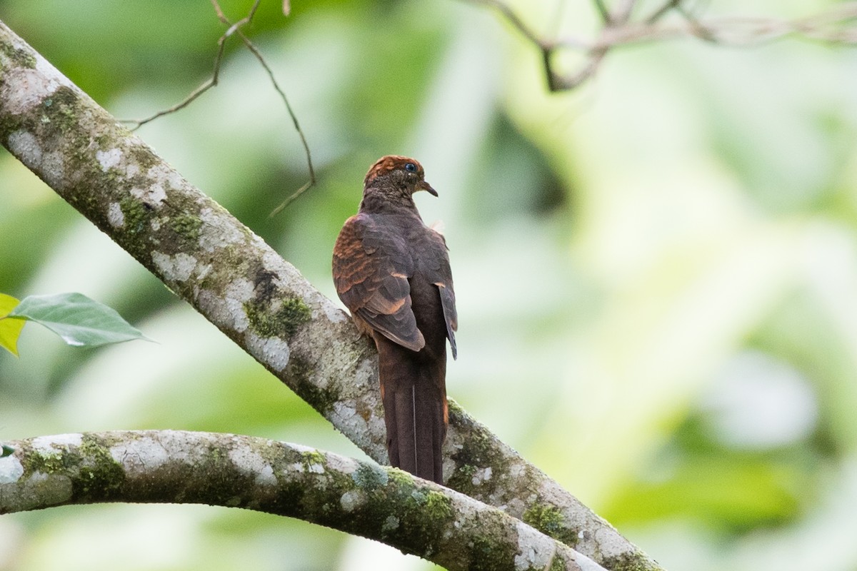 Little Cuckoo-Dove - ML434811651