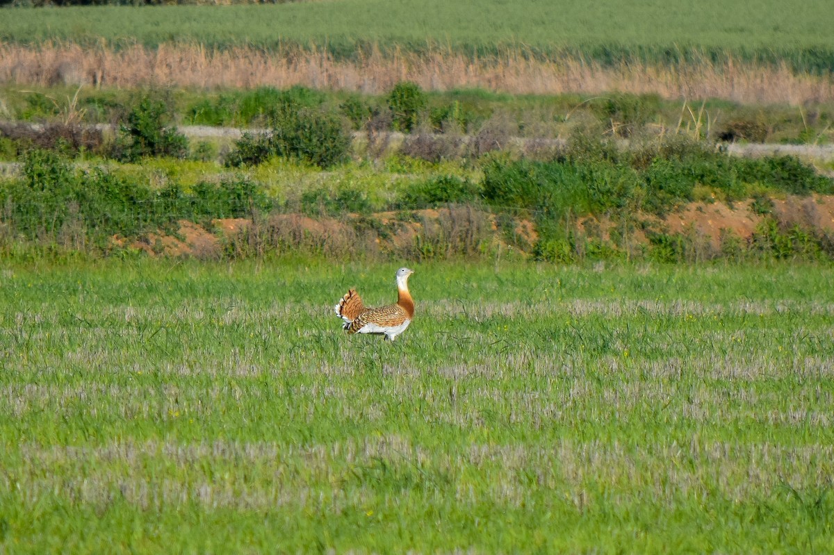 Great Bustard - ML434812141