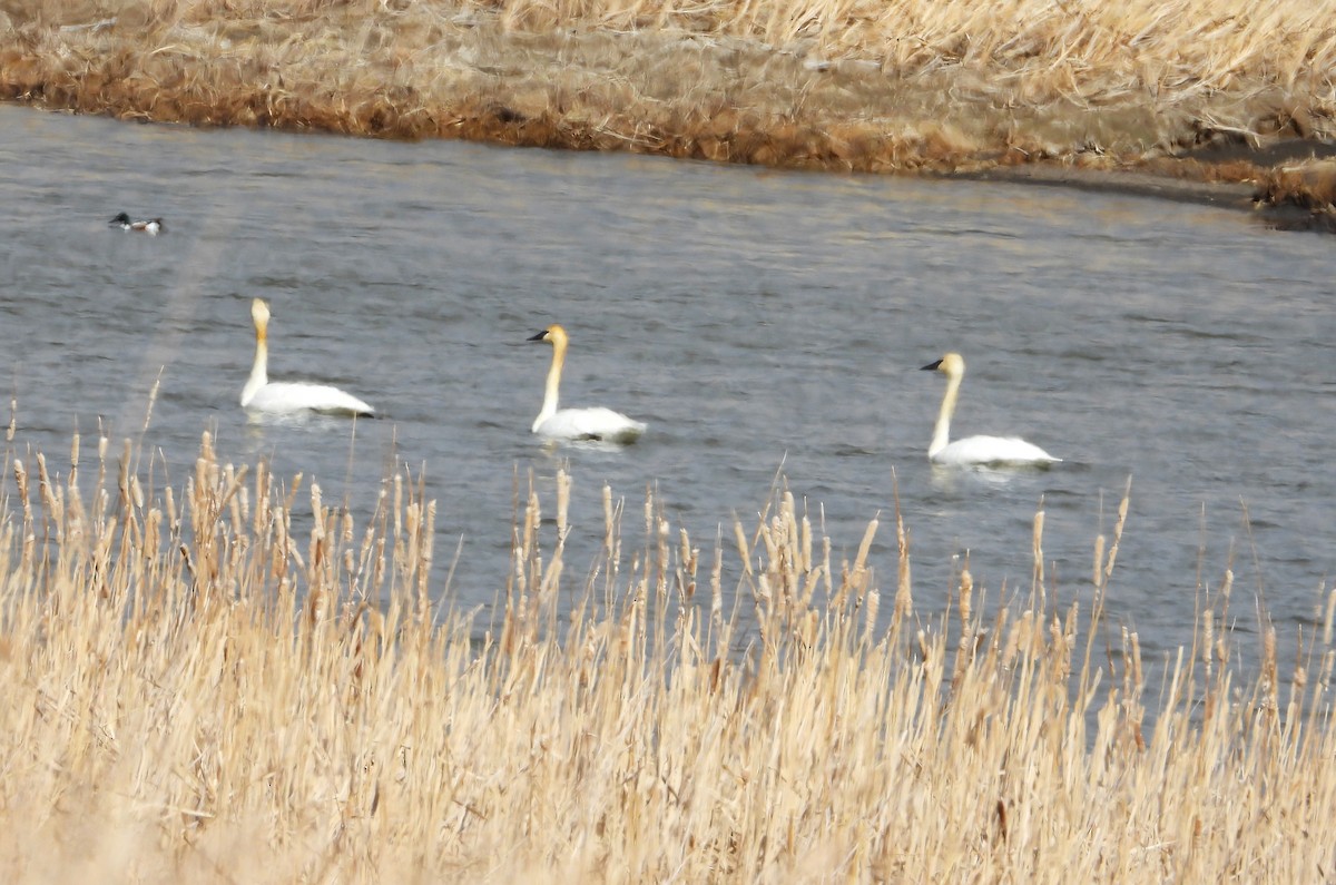 Cygne trompette - ML434812911