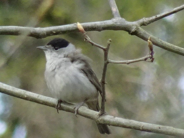 Eurasian Blackcap - Matt Milne