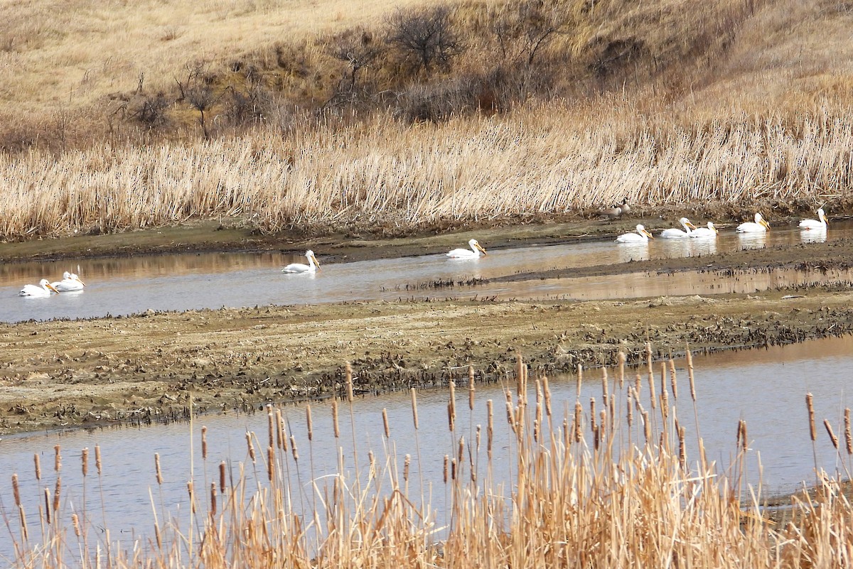 American White Pelican - ML434812981