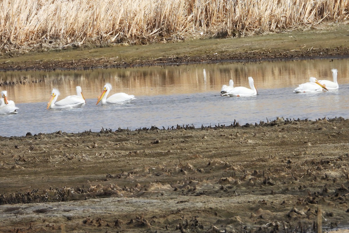 American White Pelican - ML434813081