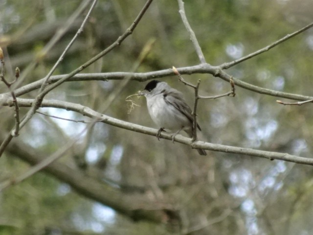 Eurasian Blackcap - ML434813181