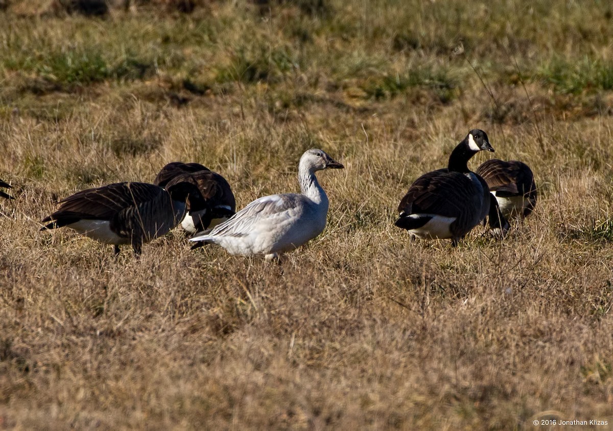 Snow Goose - ML43481361