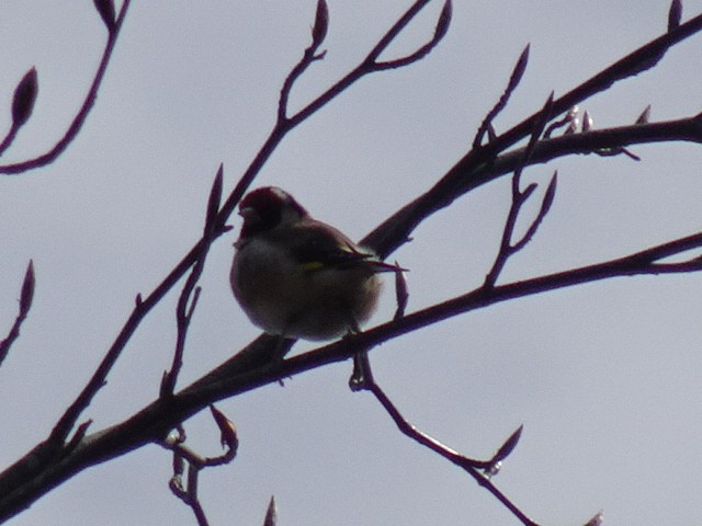 European Goldfinch - ML434813661