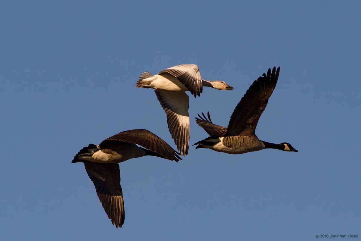 Snow Goose - ML43481371