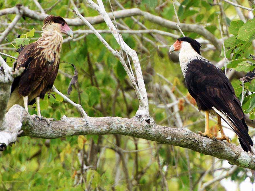 Crested Caracara (Northern) - Jon Church