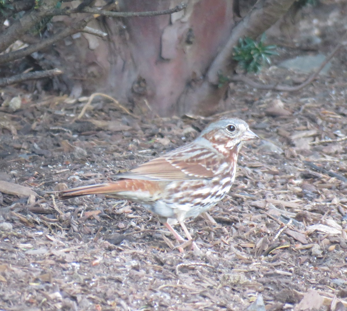 Fox Sparrow - ML434813891