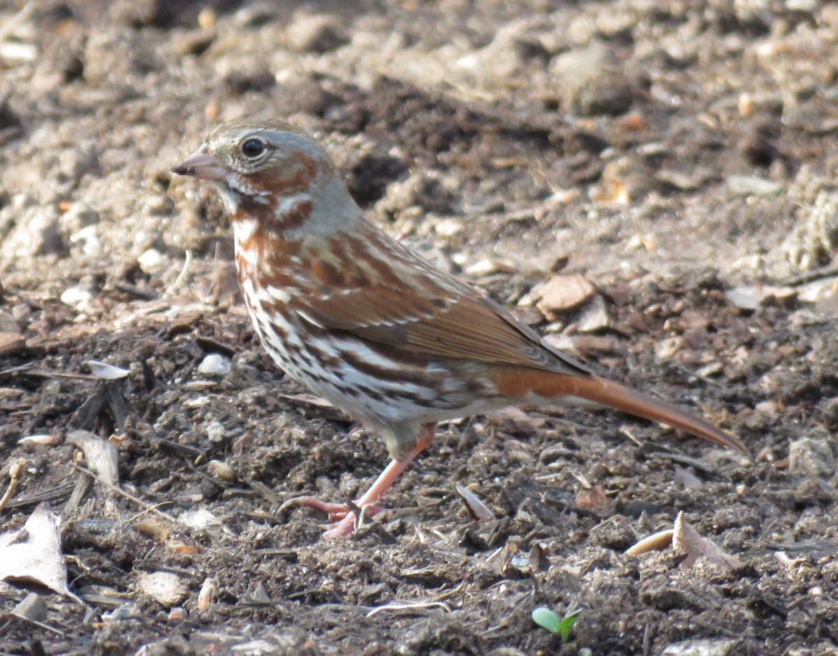 Fox Sparrow - ML434814201