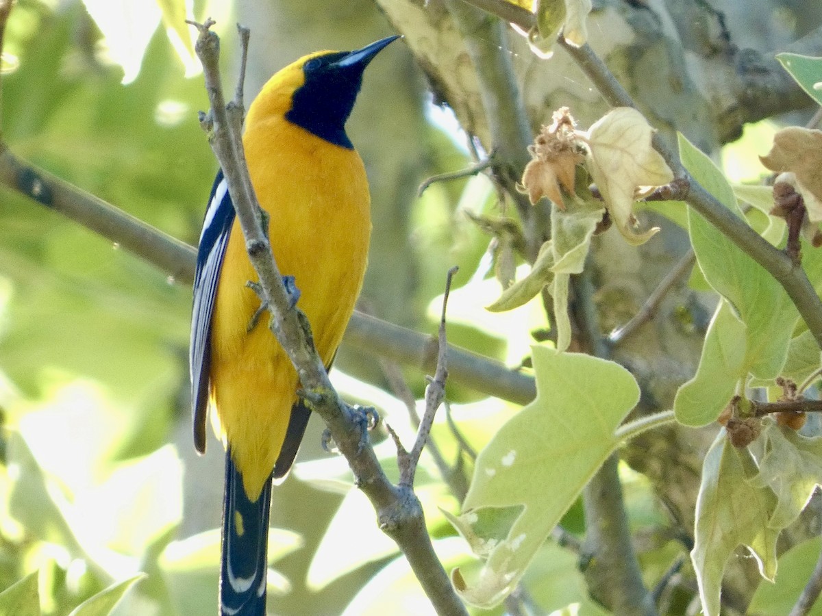 Hooded Oriole - Geoff Veith