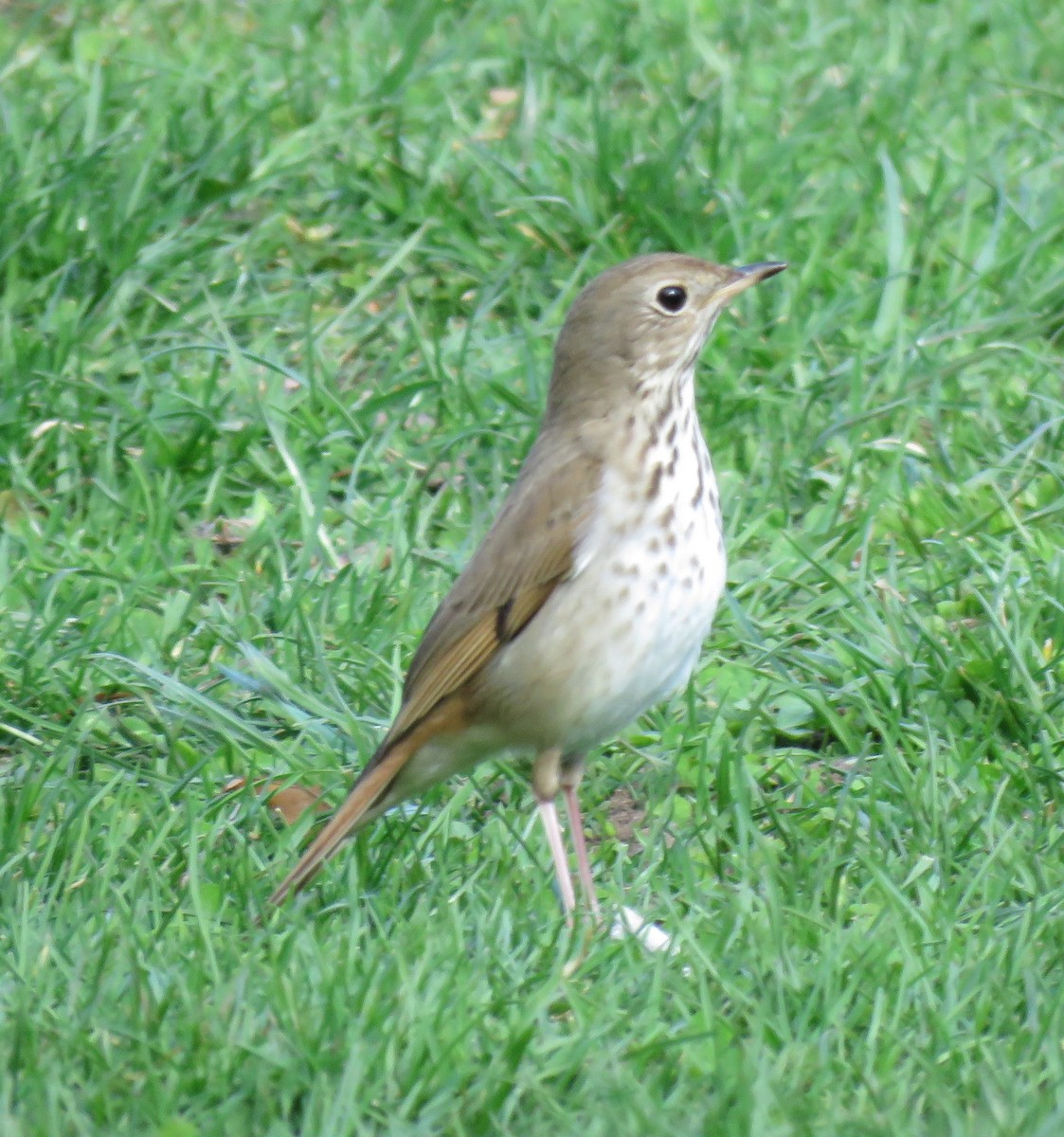 Hermit Thrush - ML434815301