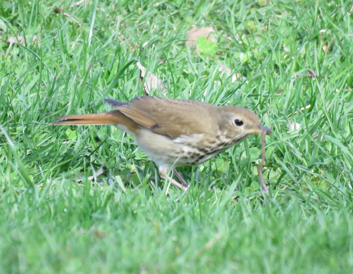 Hermit Thrush - ML434815311