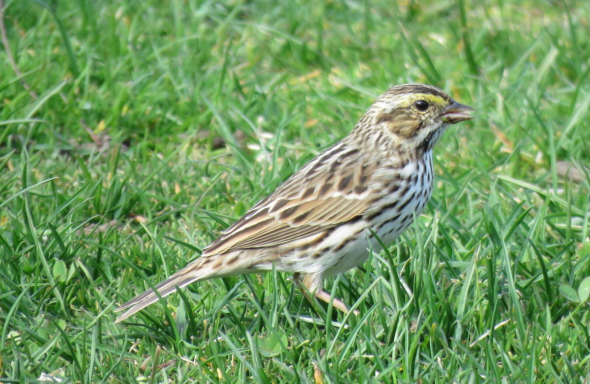 Savannah Sparrow - ML434815531