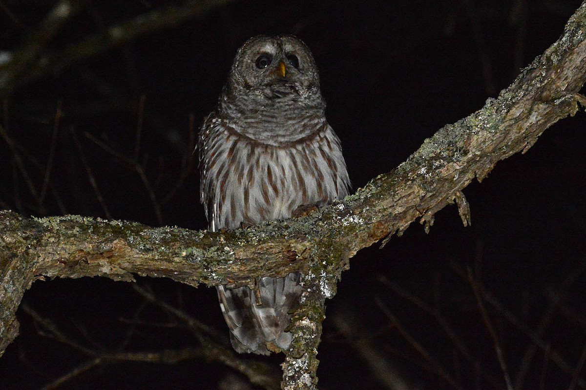 Barred Owl - ML434818581