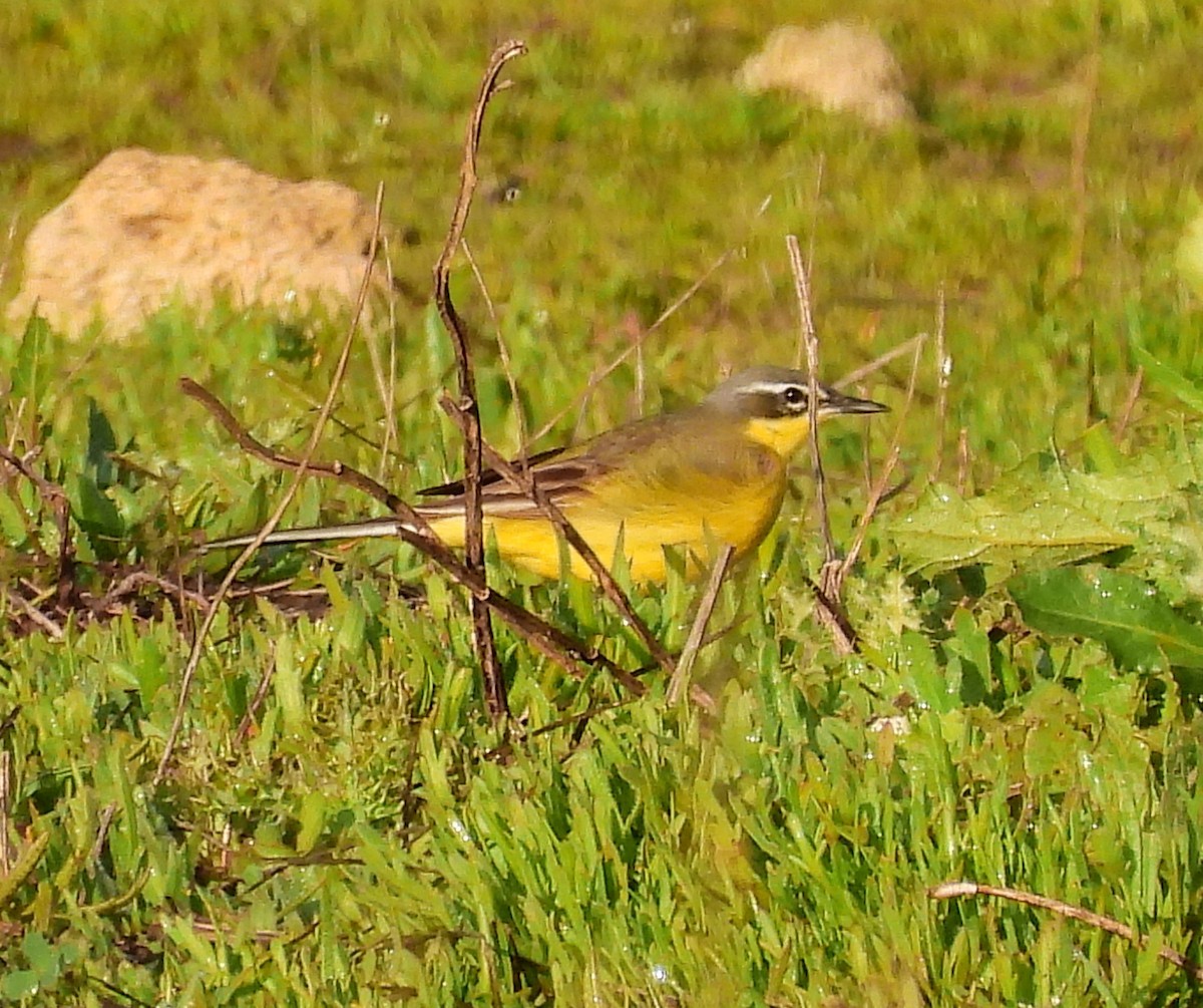 Western Yellow Wagtail (dombrowskii-type intergrade) - Ignacio Barrionuevo