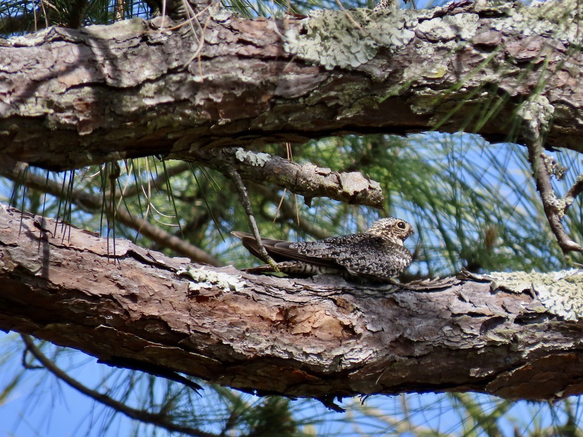 Common Nighthawk - Eric Setterberg