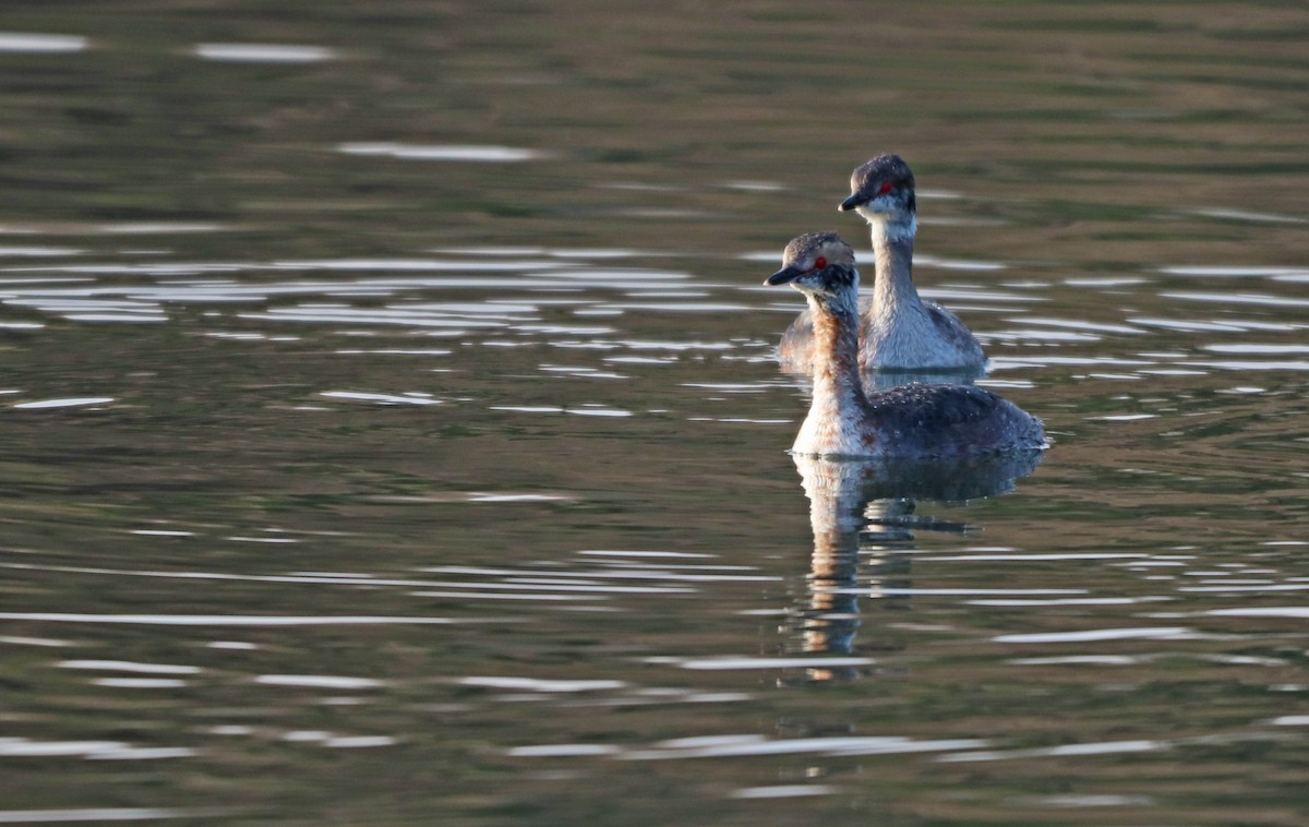 Horned Grebe - ML434821271