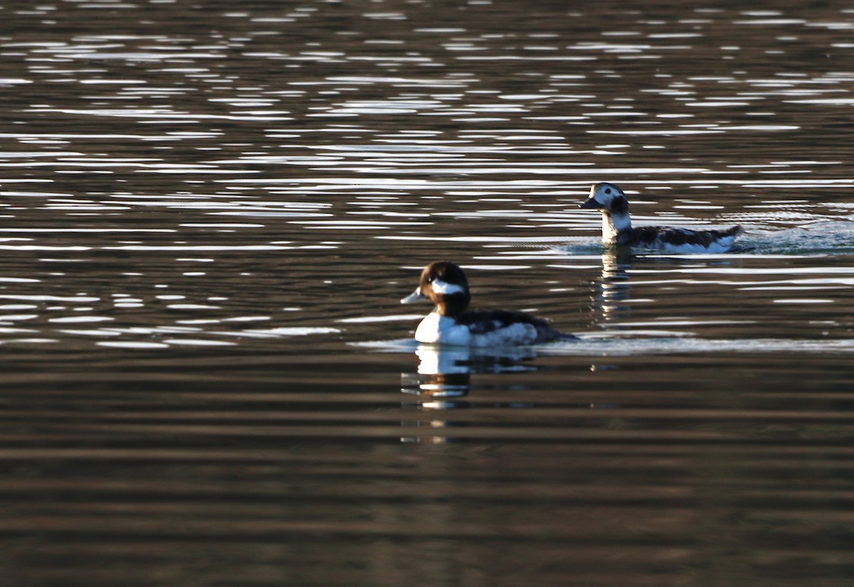 Bufflehead - ML434821281