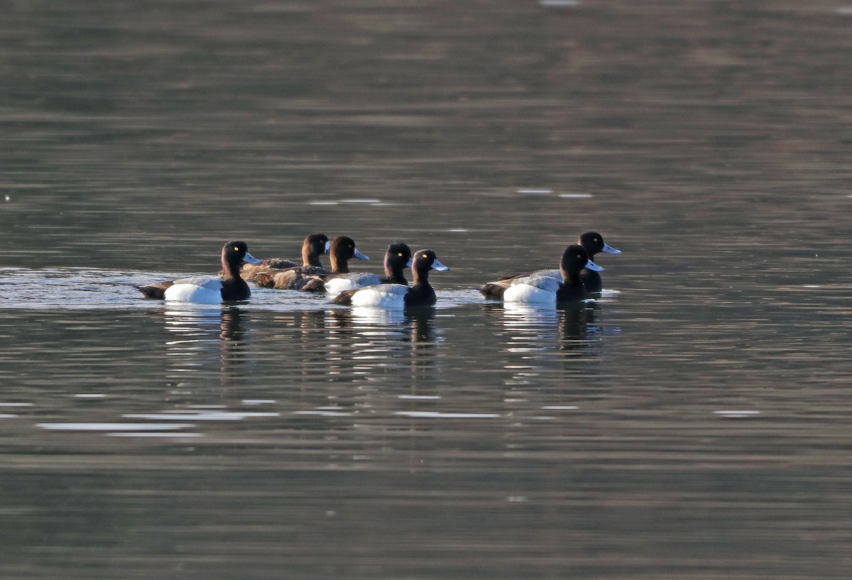 Lesser Scaup - ML434821351