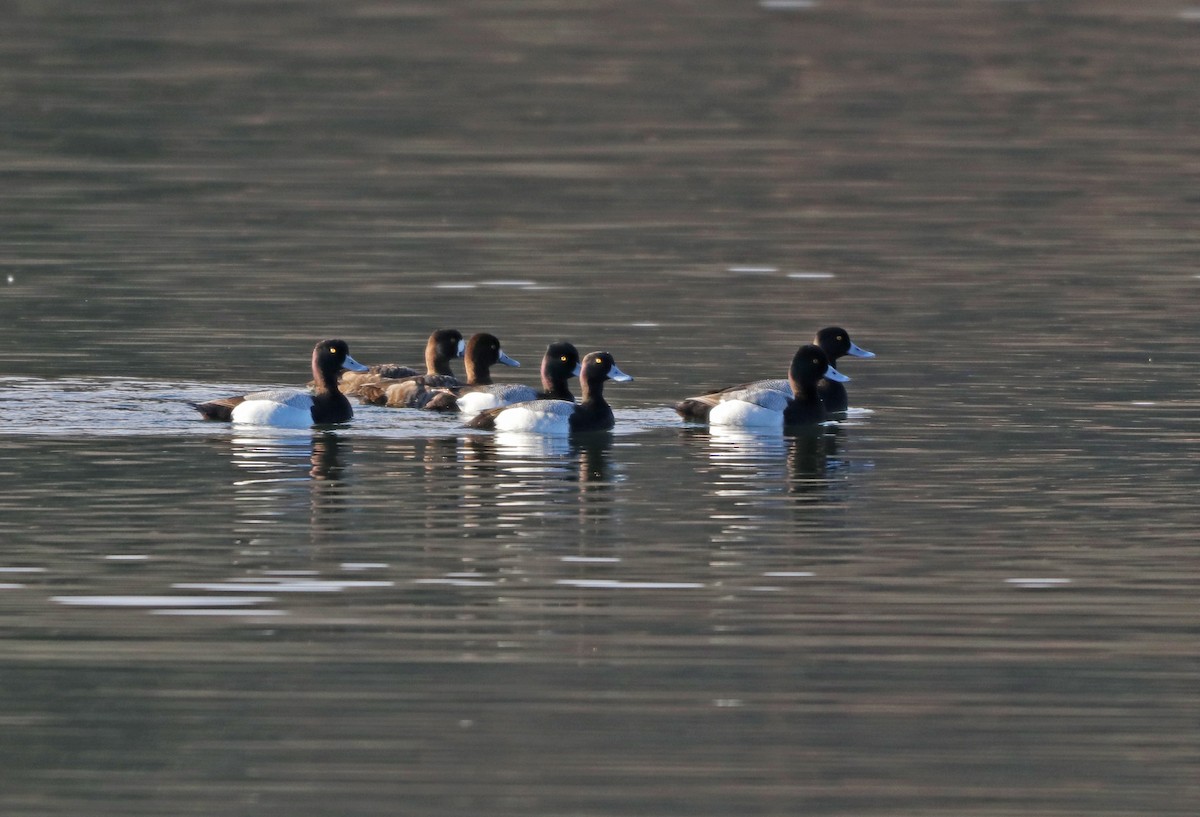 Lesser Scaup - Mark Nale