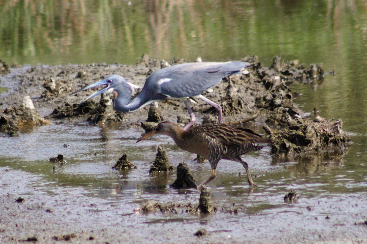 Clapper Rail (Gulf Coast) - ML434822291