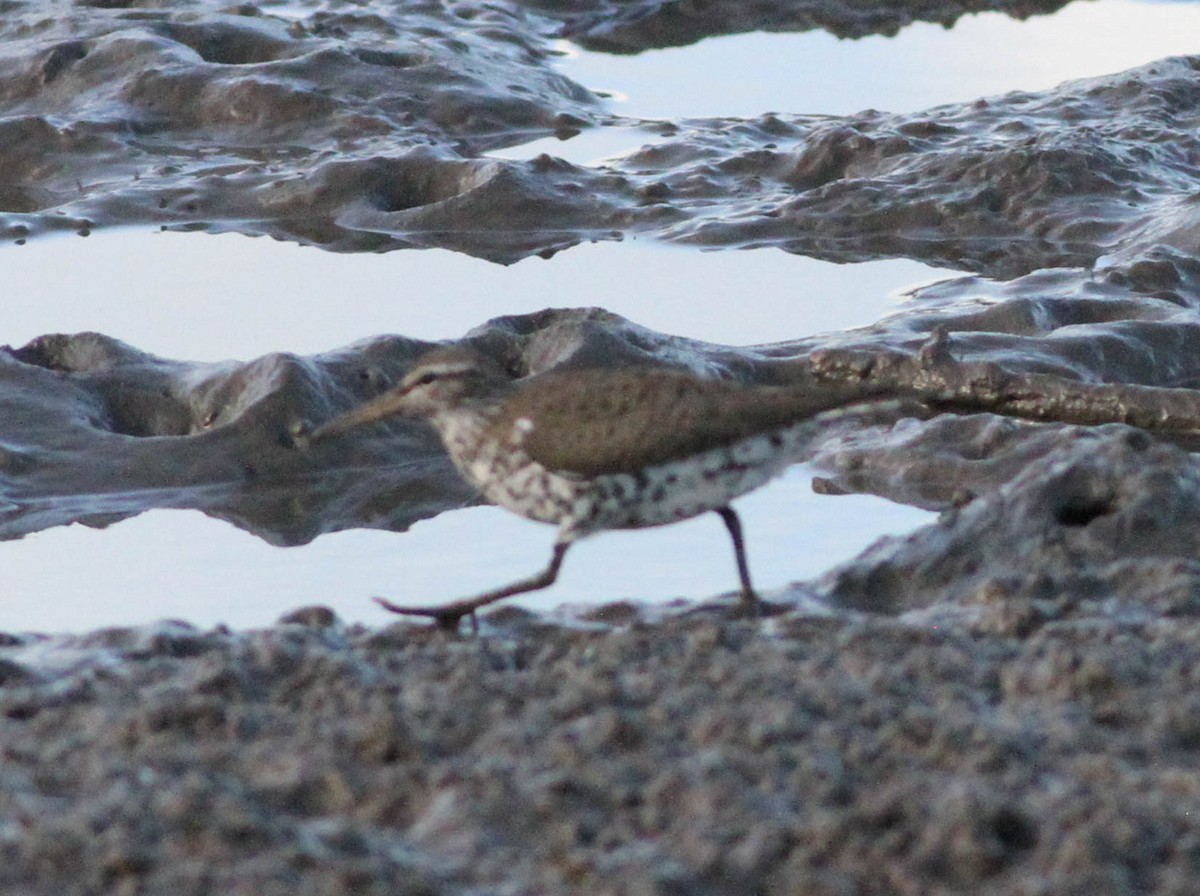 Spotted Sandpiper - ML434823151