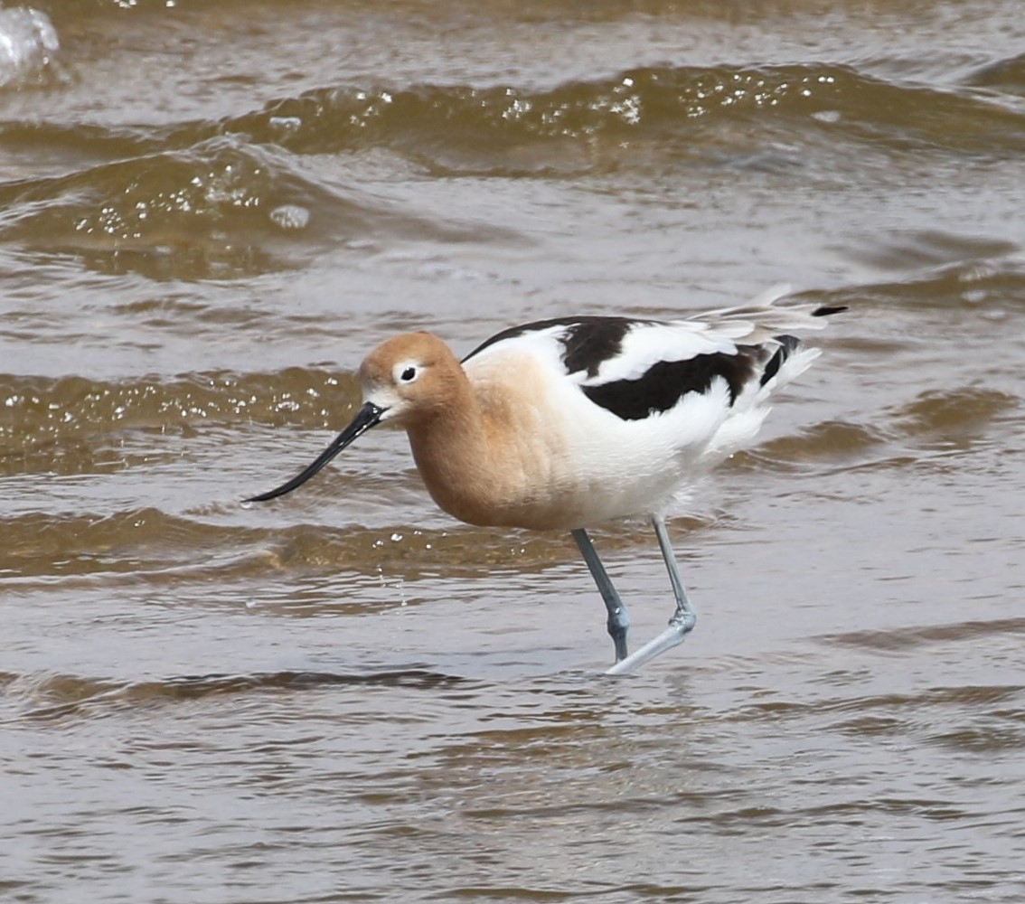 Avocette d'Amérique - ML434823401