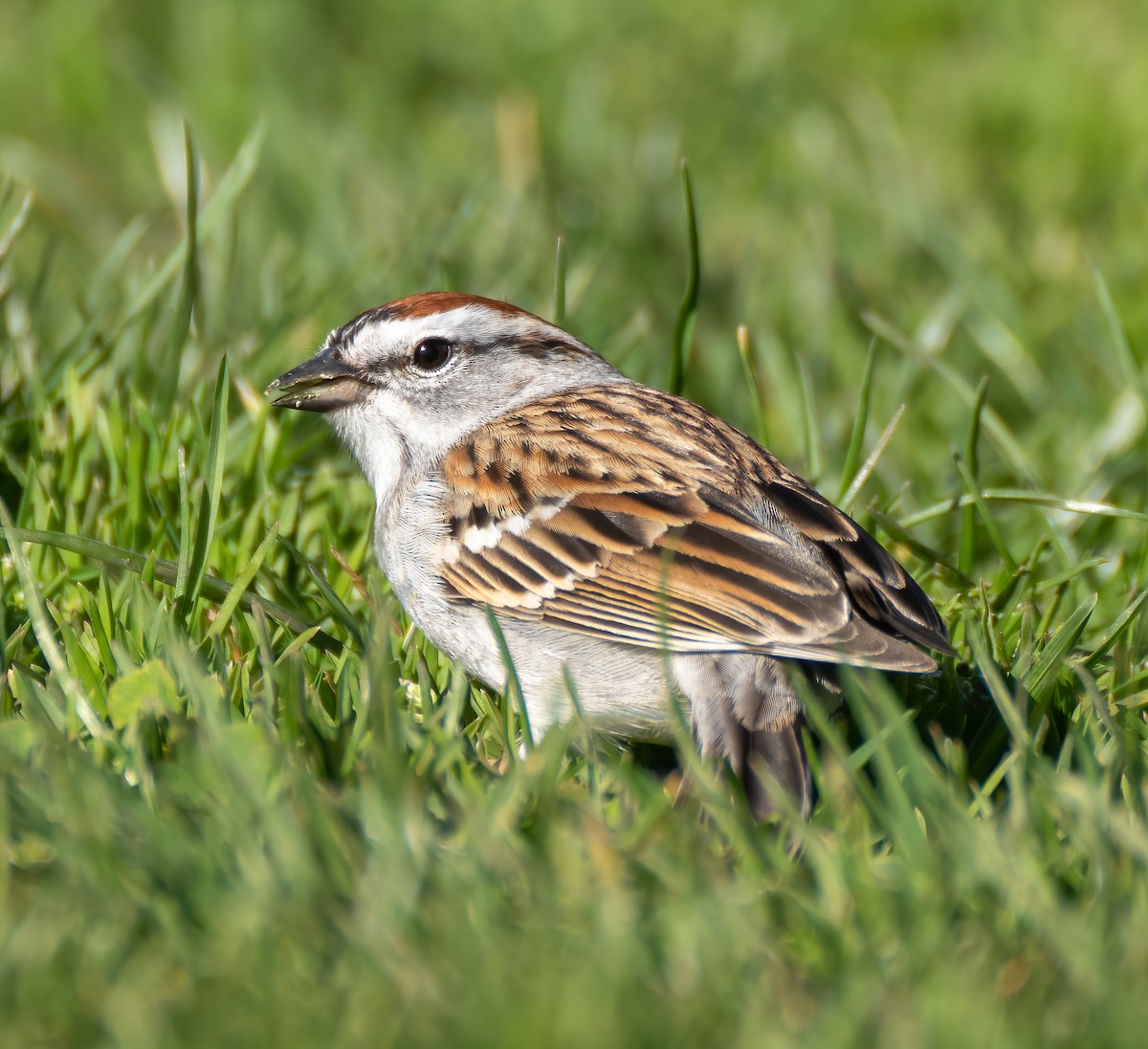 Chipping Sparrow - ML434824861