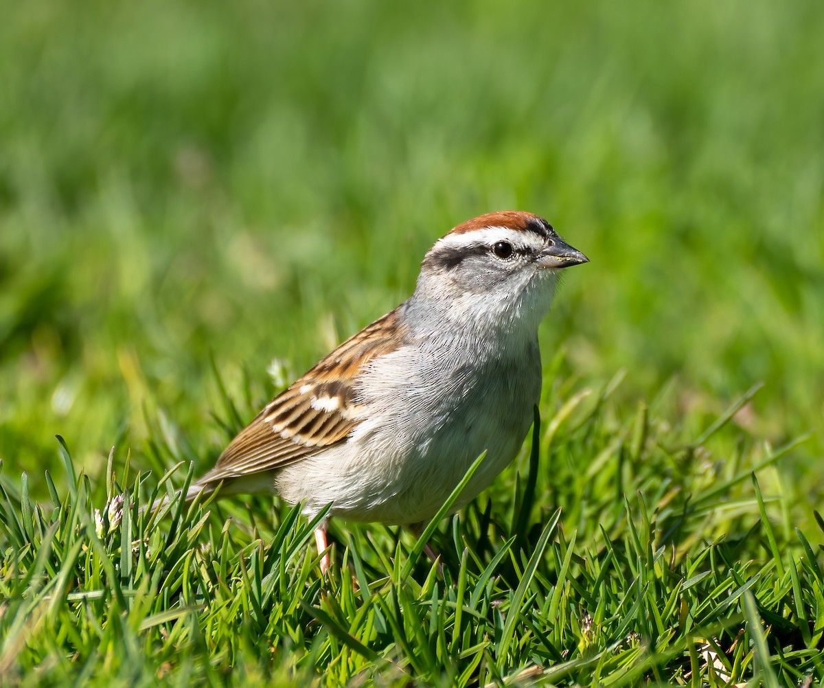 Chipping Sparrow - ML434824971