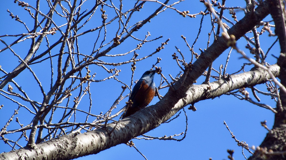 Blue Rock-Thrush - ML434825121