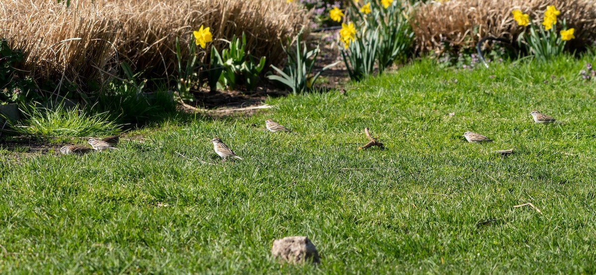 Chipping Sparrow - ML434825161