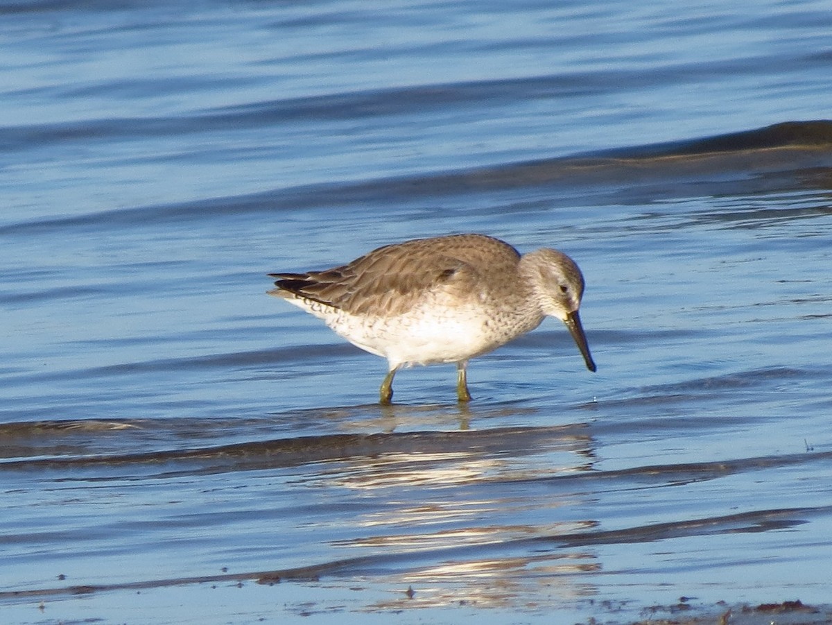 Red Knot - Brian Ahern