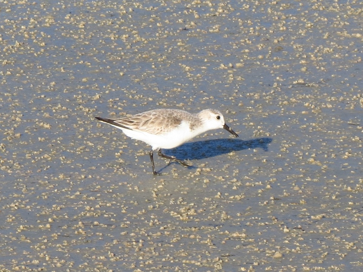 Sanderling - ML43482701