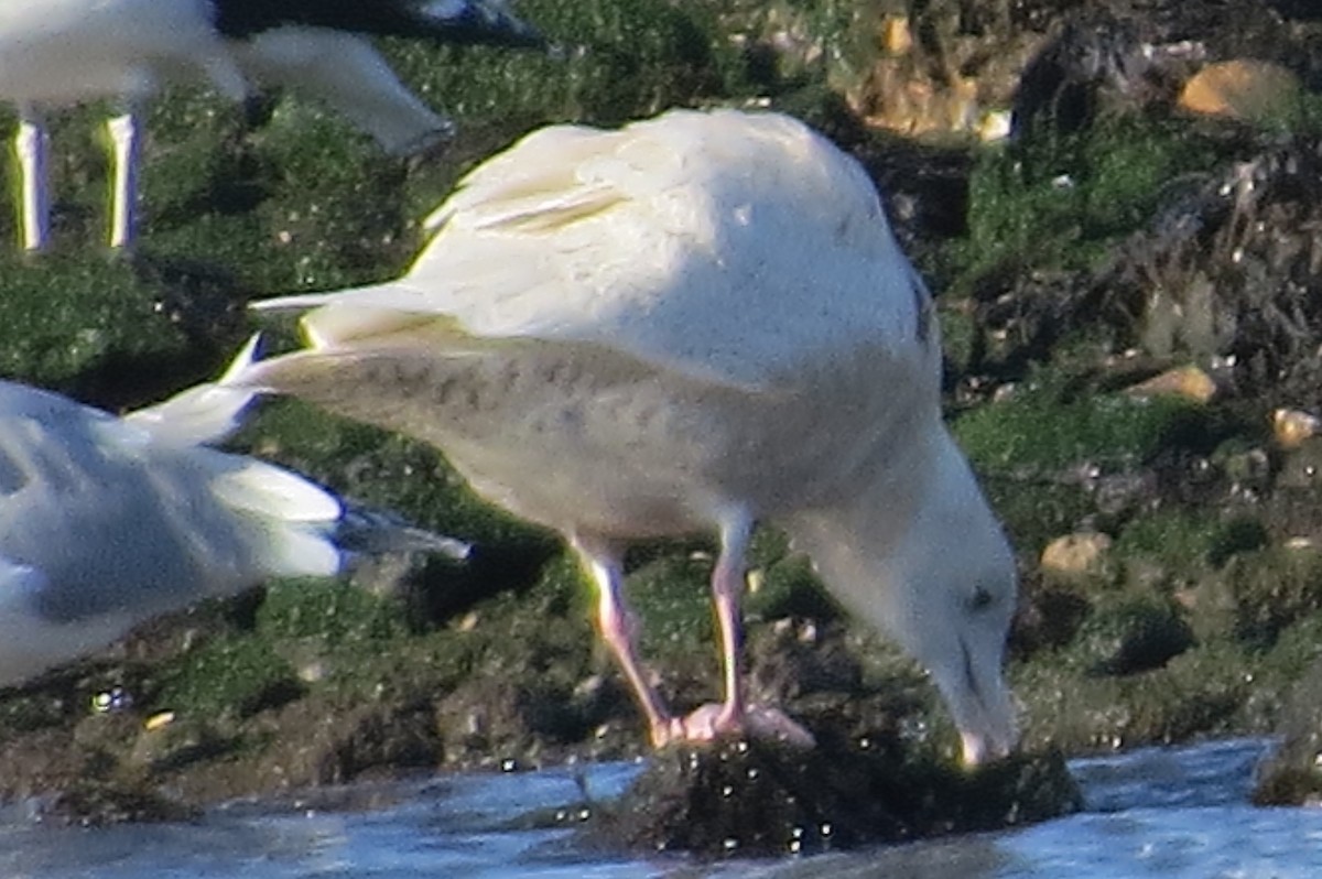 Glaucous Gull - ML43482751