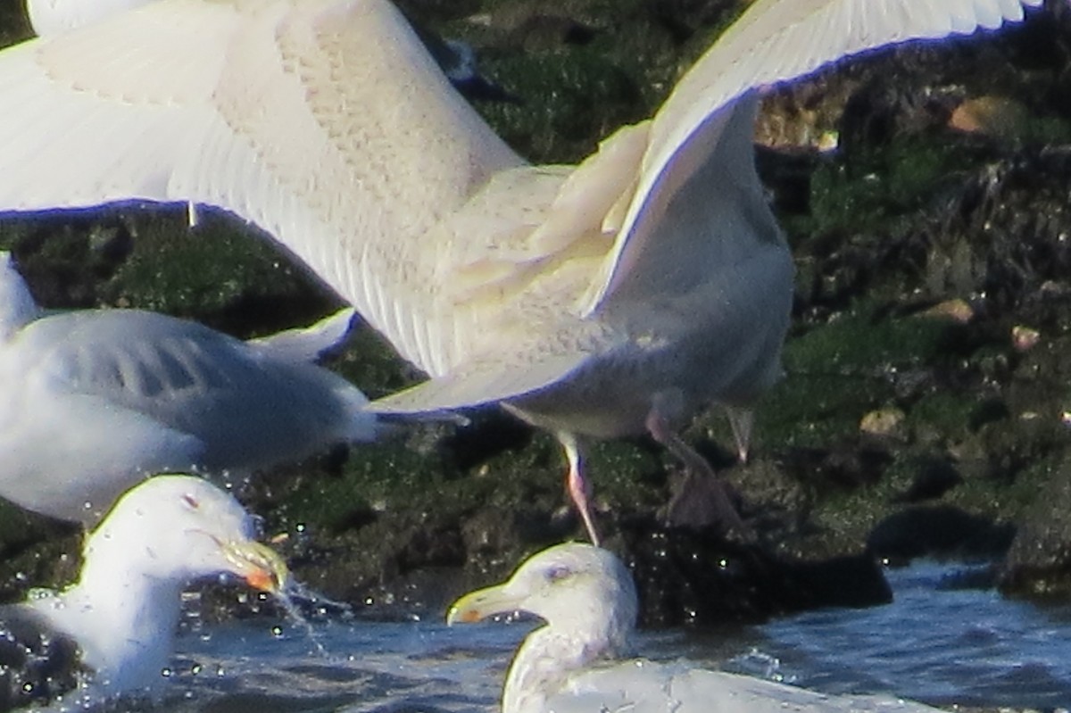 Glaucous Gull - ML43482771