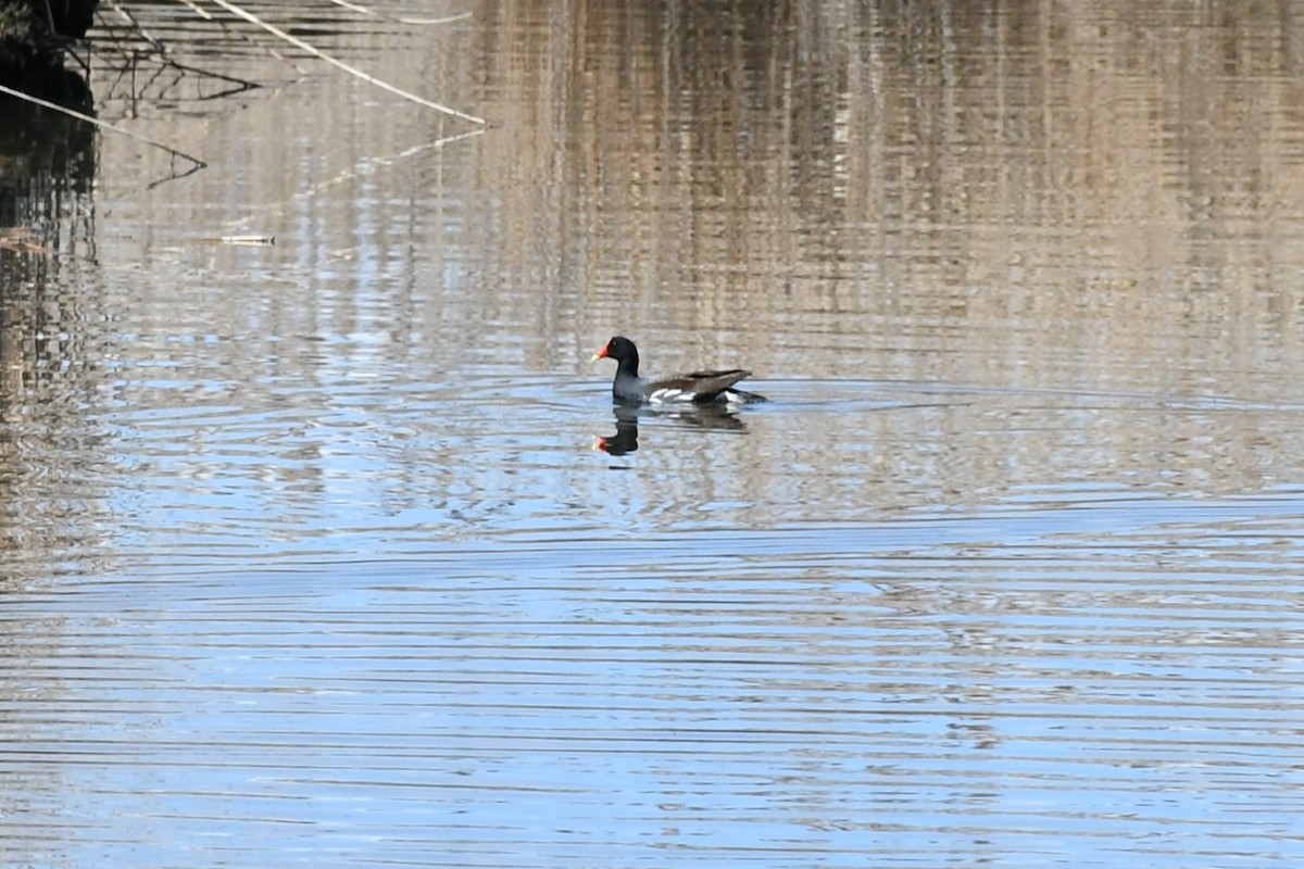 Common Gallinule - ML434827711