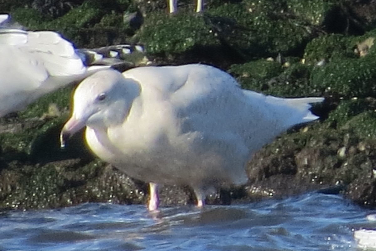 Glaucous Gull - ML43482781