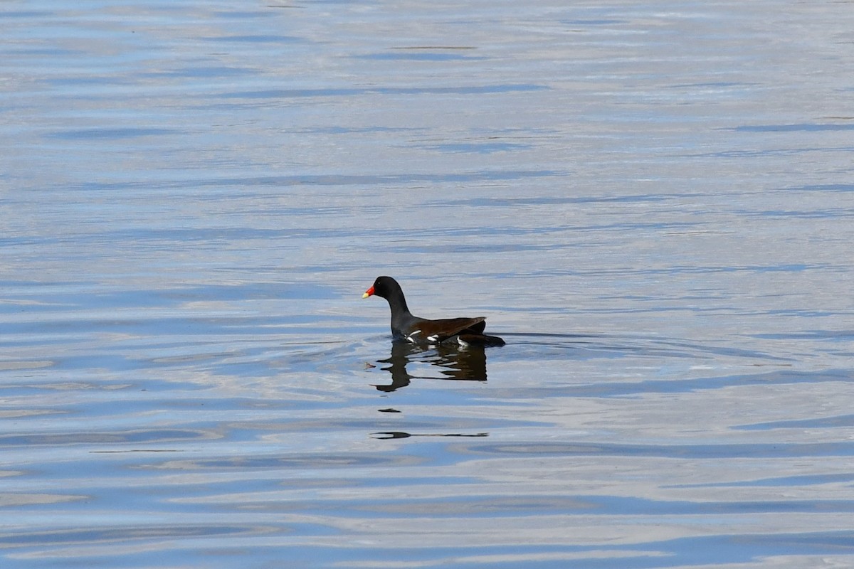 Common Gallinule - Brian Kenney