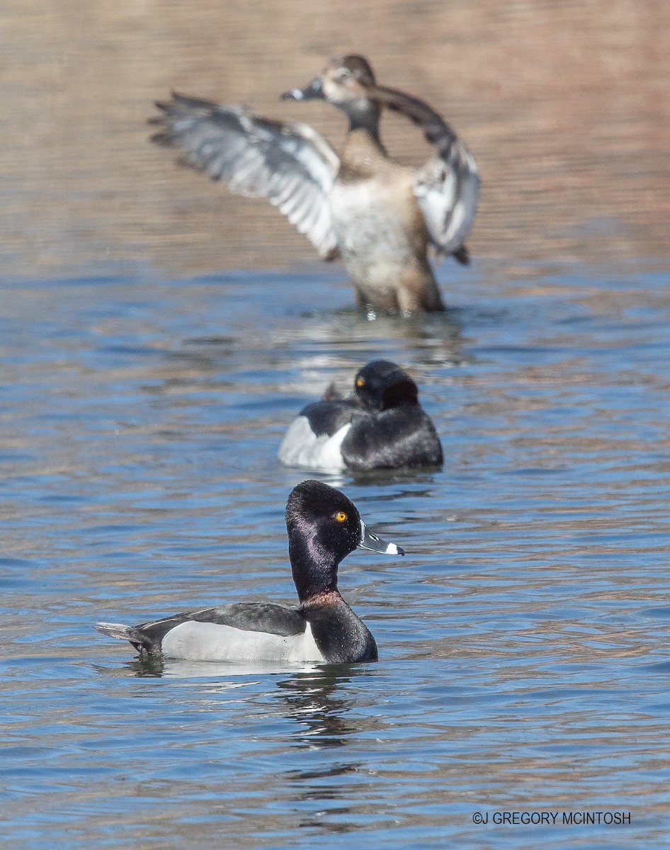 Ring-necked Duck - Greg McIntosh