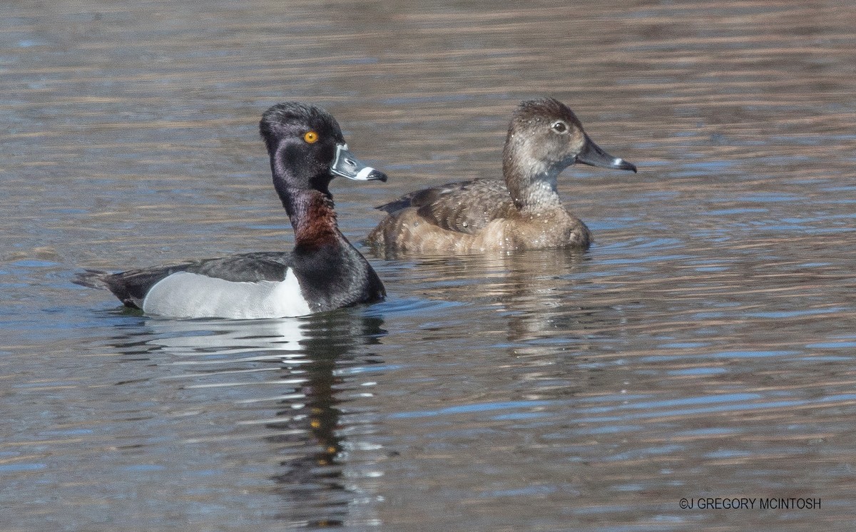 Ring-necked Duck - Greg McIntosh