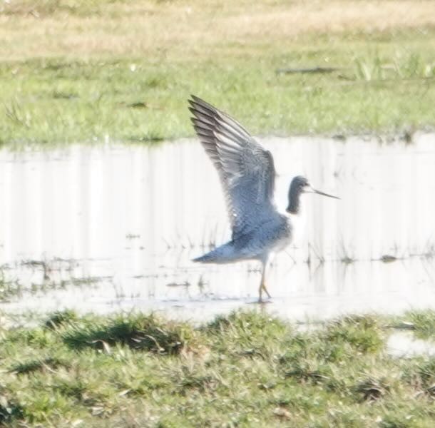 Greater Yellowlegs - ML434829511