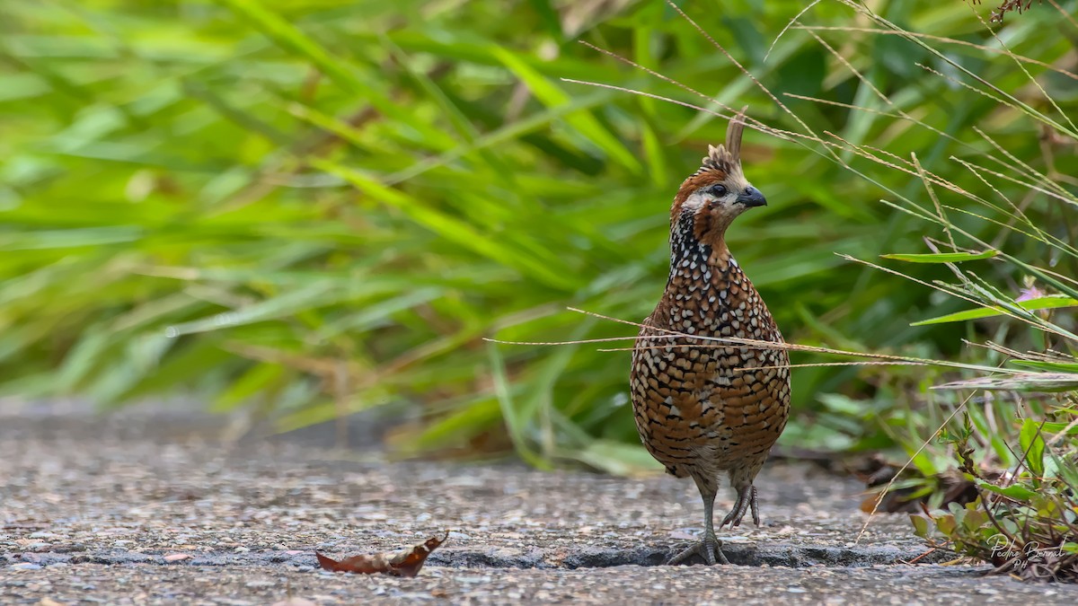 Crested Bobwhite - ML434832241