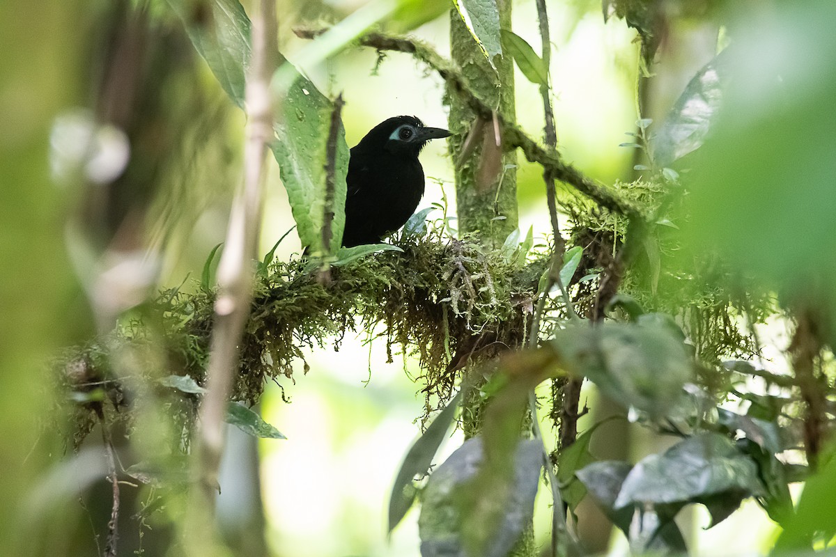 Zeledon's Antbird - ML434832291