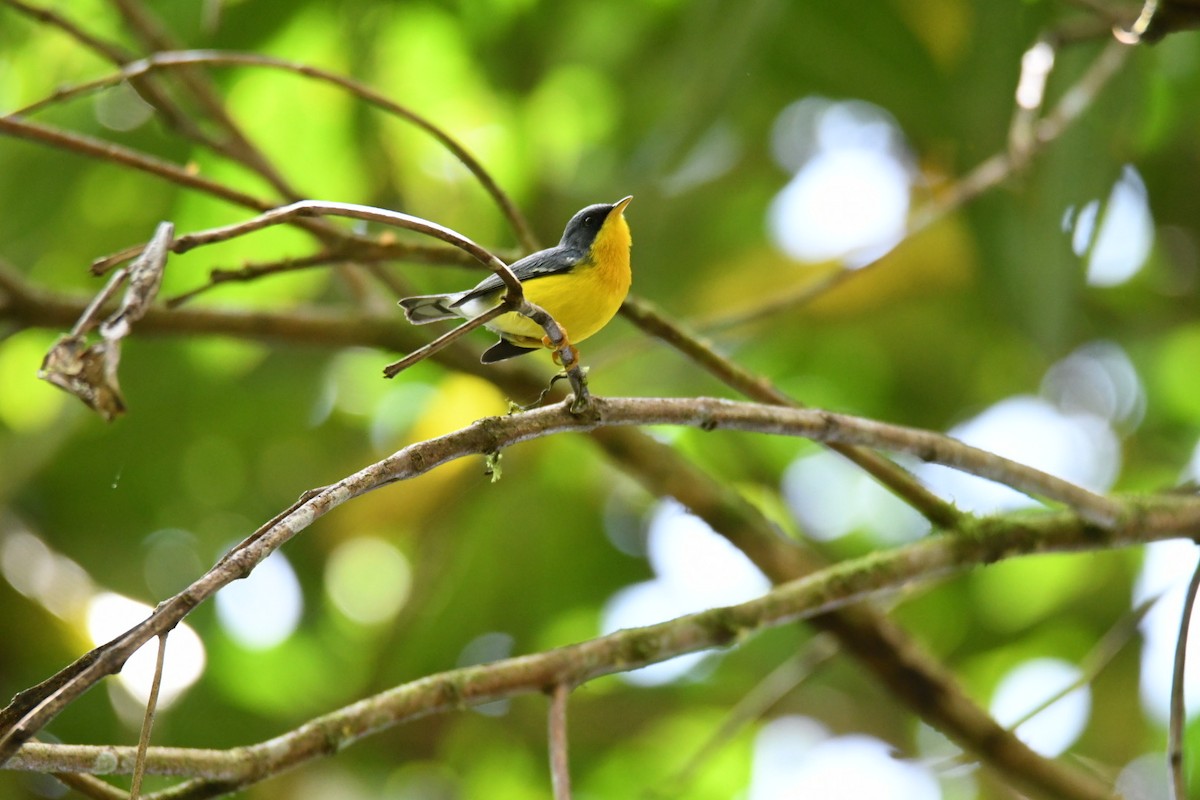 Tropical Parula - ML434832921