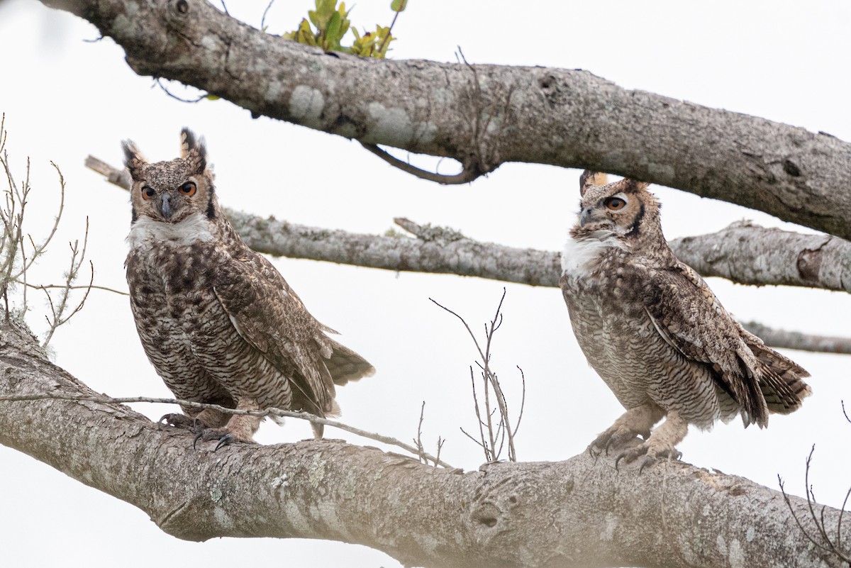 Great Horned Owl - Ralph Hatt