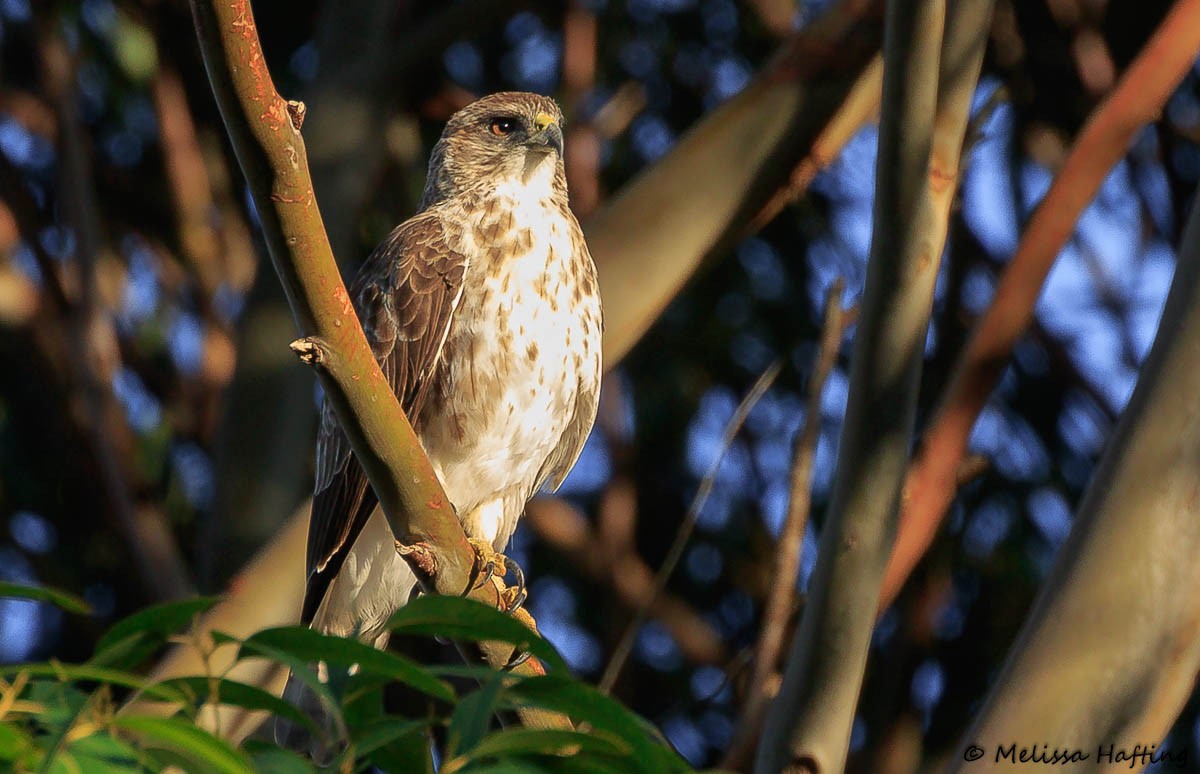 Hawaiian Hawk - ML434838091