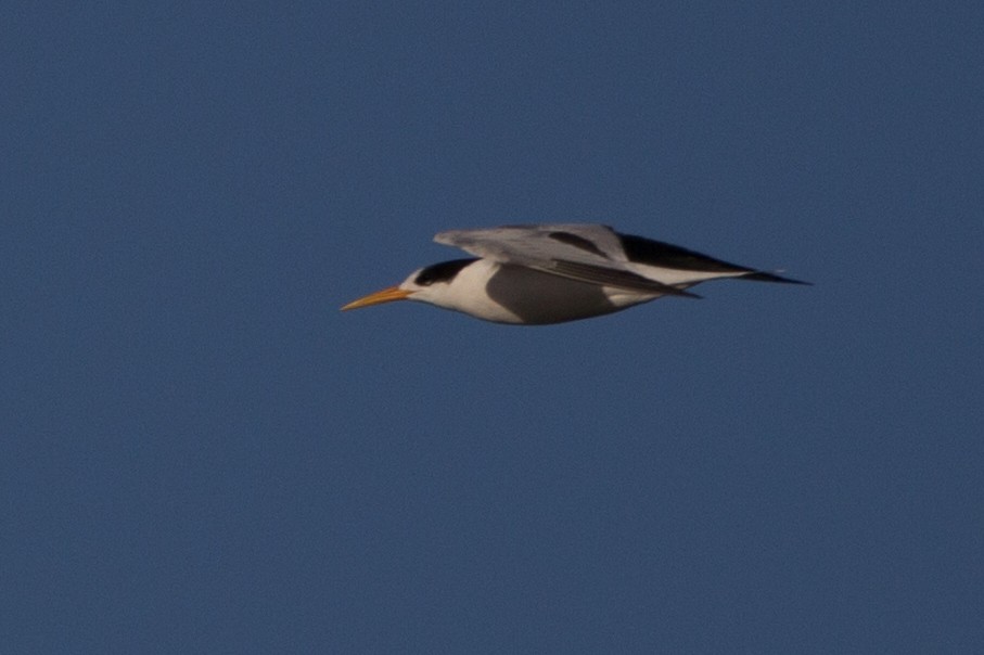 Elegant Tern - ML43483811