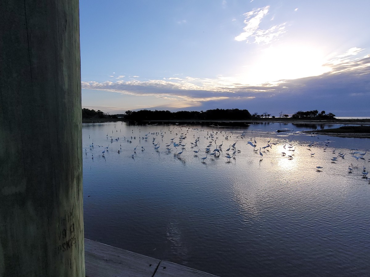 Great Egret - ML434838891